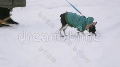 一只小吉娃娃狗在雪地里散步。 旁边是一位穿着温<strong>暖冬</strong>鞋的老年情妇。